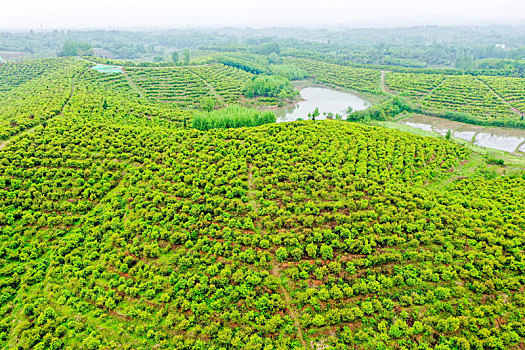 航拍河南信阳光山县司马光油茶园