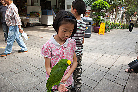 孩子,玩,鸟,街道,花园,香港