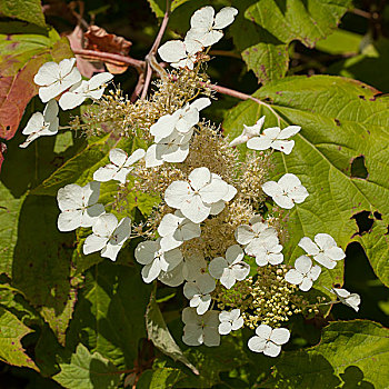 八仙花属