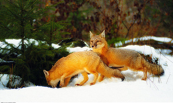 迅速,狐狸,冬天