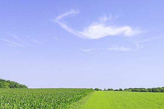 玉米田,草地