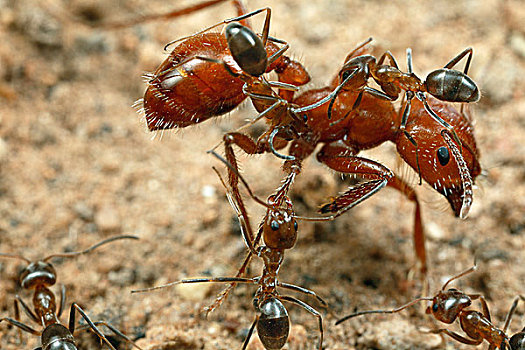 蚂蚁,工蚁,攀登,收割,舔,身体,清洁,门口,亚利桑那