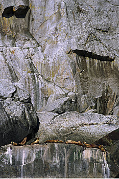 岩石上,基奈,峡湾,阿拉斯加,美国