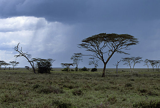 坦桑尼亚,塞伦盖蒂,降雨