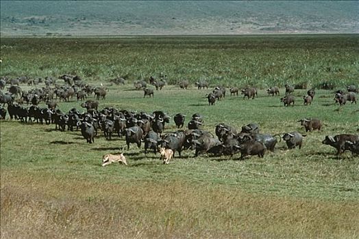 南非水牛,非洲水牛,牧群,追逐,非洲狮,狮子,一对,塞伦盖蒂国家公园,坦桑尼亚