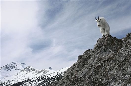 石山羊,雪羊,岩石上,凝视,上方,边缘,落基山脉,北美