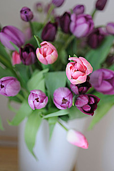花束,紫色,粉色,郁金香