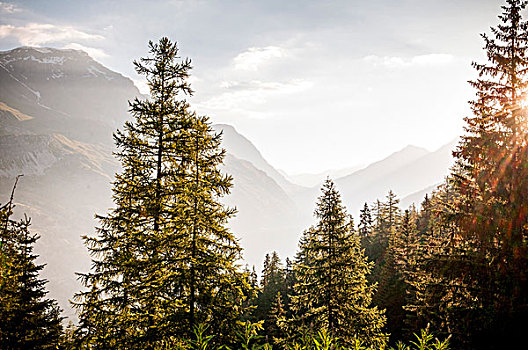 常青树,山,背景,法国