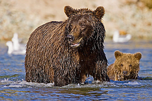 美国,阿拉斯加,沿岸,棕熊,鱼,三文鱼,冰川,湾,卡特迈国家公园,第一,幼兽,看