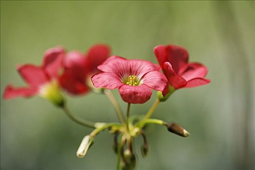 铁,醋浆草,幸运,植物