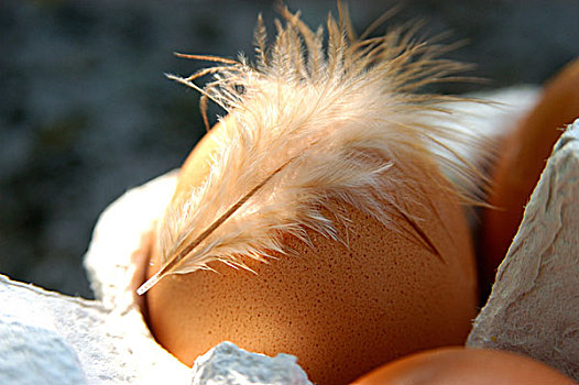 蛋,羽毛