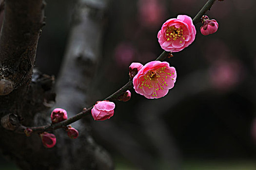 梅花,花朵,梅园,春天,报春