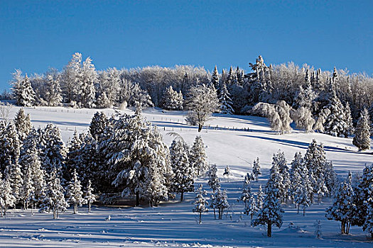 树,积雪,魁北克,加拿大