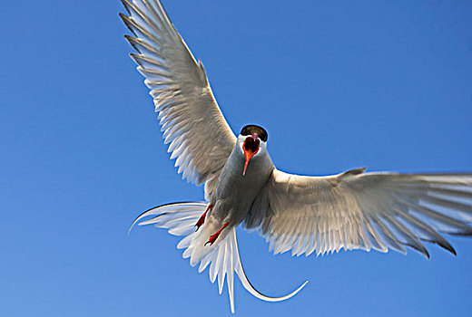 北极燕鸥,飞,德国