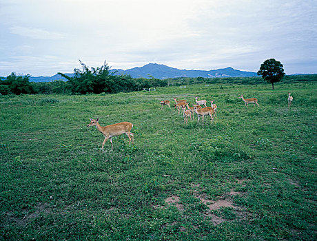 海南大田坡鹿自然保护区