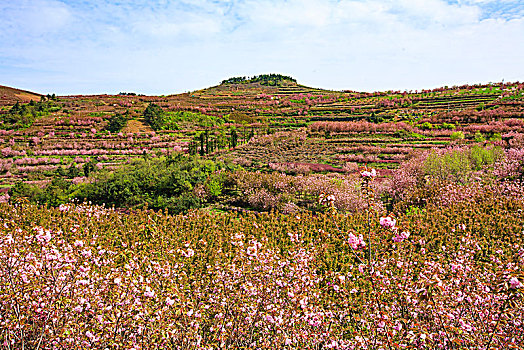 山野,樱花,烂漫