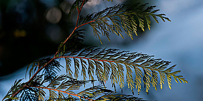 特写,松树,叶子,惠斯勒,不列颠哥伦比亚省,加拿大