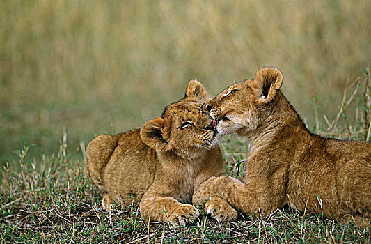 非洲,狮子,大型猫科动物,幼兽,舔,肯尼亚