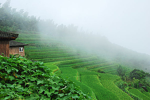 大山里的田园春色