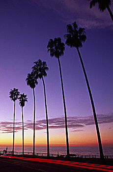 剪影,排,棕榈树,滨海地区,圣地亚哥,加利福尼亚,美国