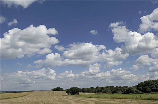 风景,蓝天,云,收获,玉米田,南,波希米亚,捷克共和国
