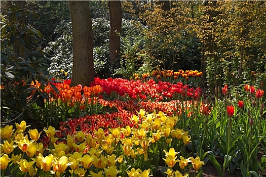 花园,许多,彩色,郁金香