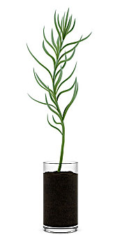 盆栽植物,玻璃,容器,隔绝,白色背景,背景
