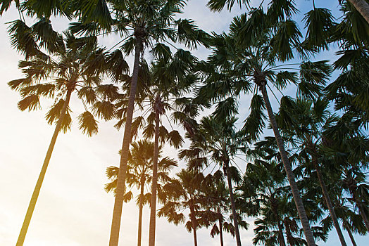 椰树,树,热带沙滩,泰国