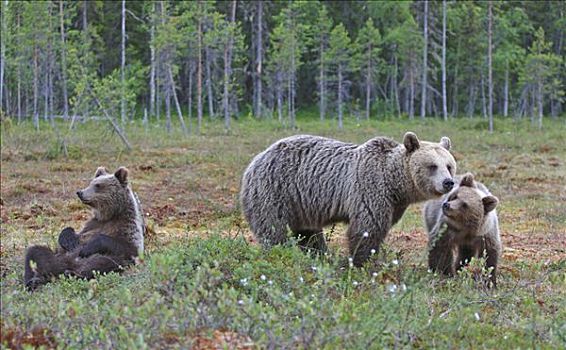 棕熊,母亲,芬兰