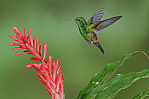 蜂鸟,飞,进食,花,特立尼达和多巴哥
