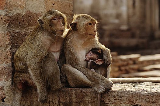 肖像,猴子,家族,省,泰国