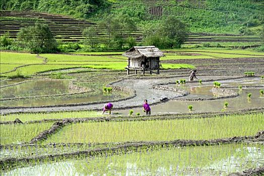 两个女人,部落,种植,稻米,靠近,禁止,省,老挝,东南亚