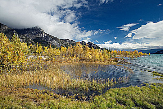 湖,攀升,秋色,大角羊,艾伯塔省,加拿大