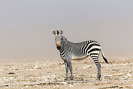 山,斑马,埃托沙国家公园,纳米比亚,非洲