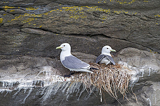 海鸥,一对,巢穴,库克海峡,阿拉斯加