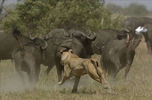 非洲狮,狮子,追逐,南非水牛,非洲水牛,牧群,非洲