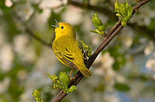 黄色,鸣禽,美洲黄莺,鹤,溪流,州立公园,俄亥俄