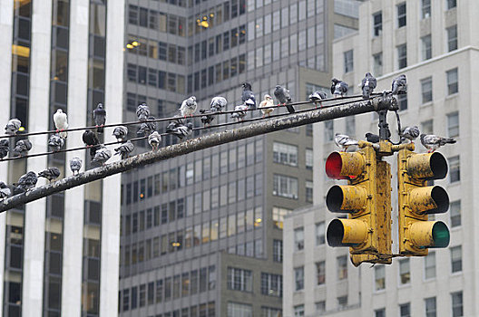 鸽子,红绿灯,纽约,美国