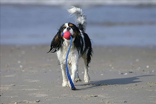 查尔斯王犬,三色,球,海滩