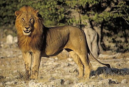 雄性,狮子,埃托沙国家公园,纳米比亚