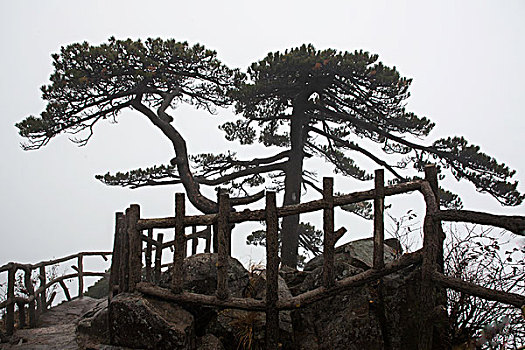 云雾中的黄山松和青刚栎