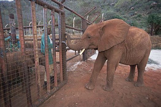 非洲象,孤儿,等待,婴儿,东察沃国家公园,肯尼亚