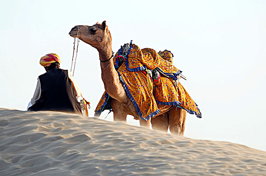 印度,男人,穿,传统,缠头巾,单峰骆驼,塔尔沙漠,拉贾斯坦邦,亚洲