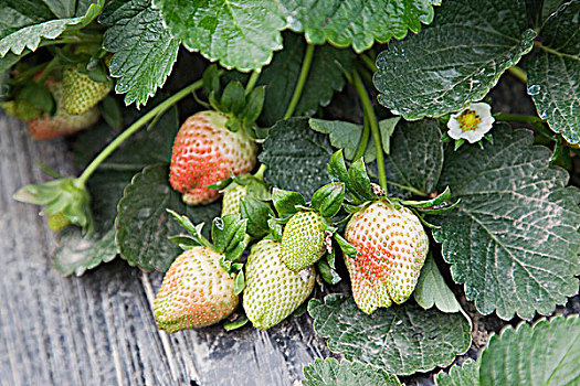 草莓,农场,香港