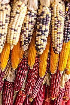 玉米,小麦,荞麦,谷穗,麦穗,土豆花,油菜花,粮食,蔬菜,农作物,农田,庄稼,谷物