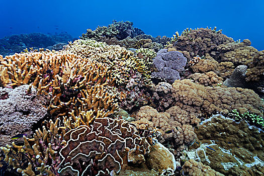 水下,风景,珊瑚,多样,礁石,大堡礁,昆士兰,太平洋,澳大利亚,大洋洲