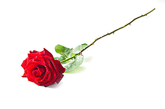 一个,红玫瑰,花
