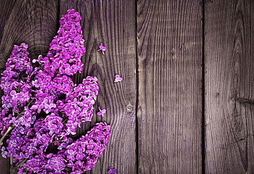 枝条,紫色,丁香