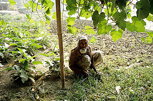 新,农业,农民,地点,孟加拉,2001年