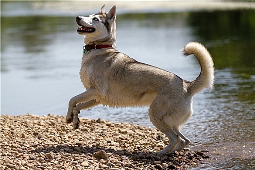 哈士奇犬